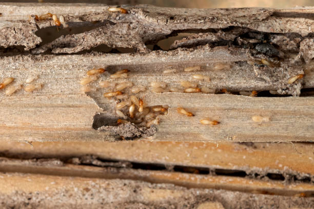Best Residential Pest Control  in Pembroke, GA